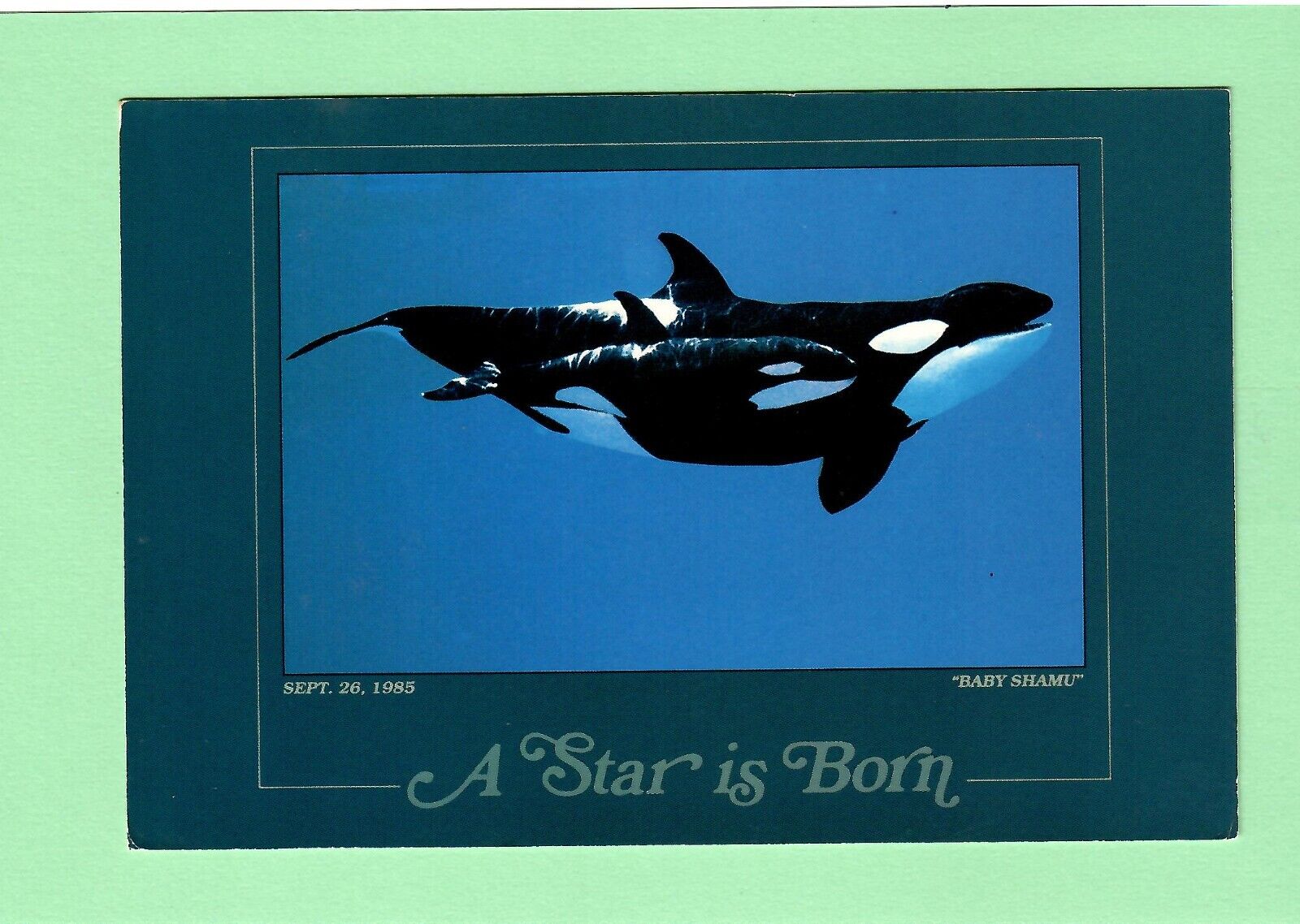 Florida - Sea World - Baby Shamu - A Star is Born September 26, 1985 - Unused PC