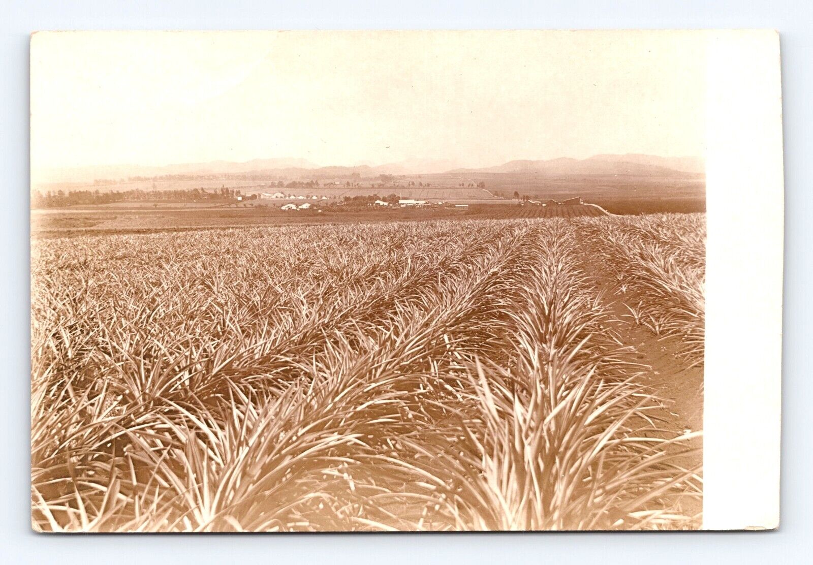 Postcard RPPC Real Photo Agave? Pineapple? Fields Early 1900\'s #2Farm Rows Plant