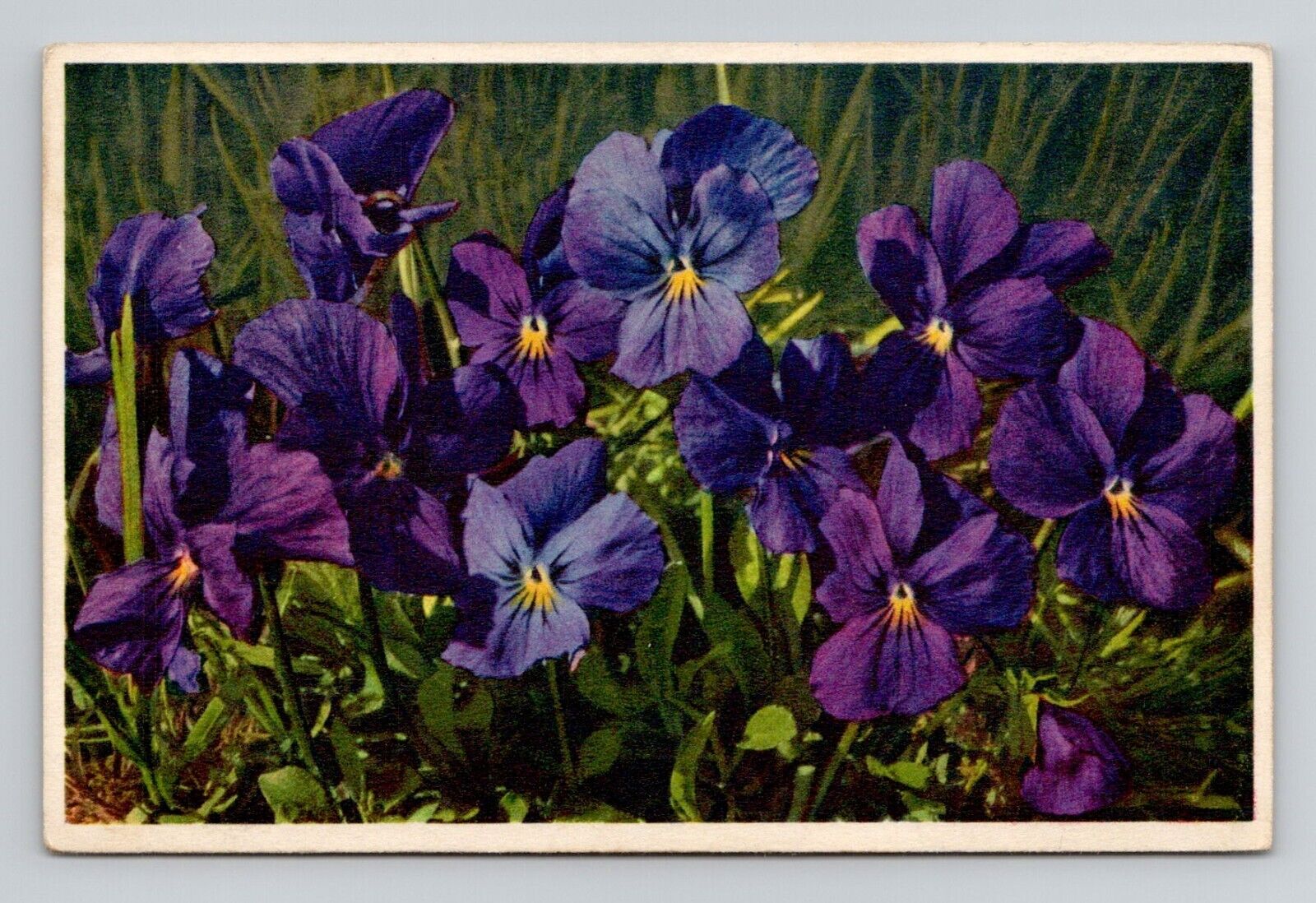 Postcard Purple Viola Flowers, Thor E Gyger Swiss Vintage i2