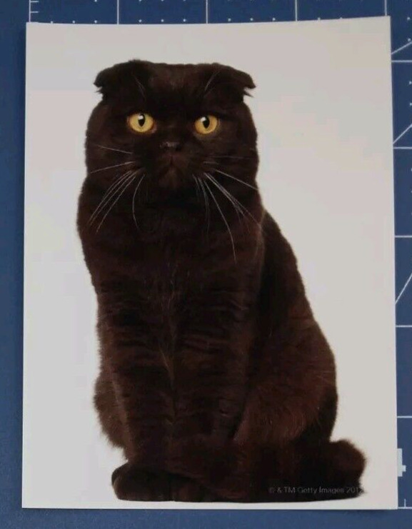 Postcard Scottish Fold Cat 18 Months Old 5.5\
