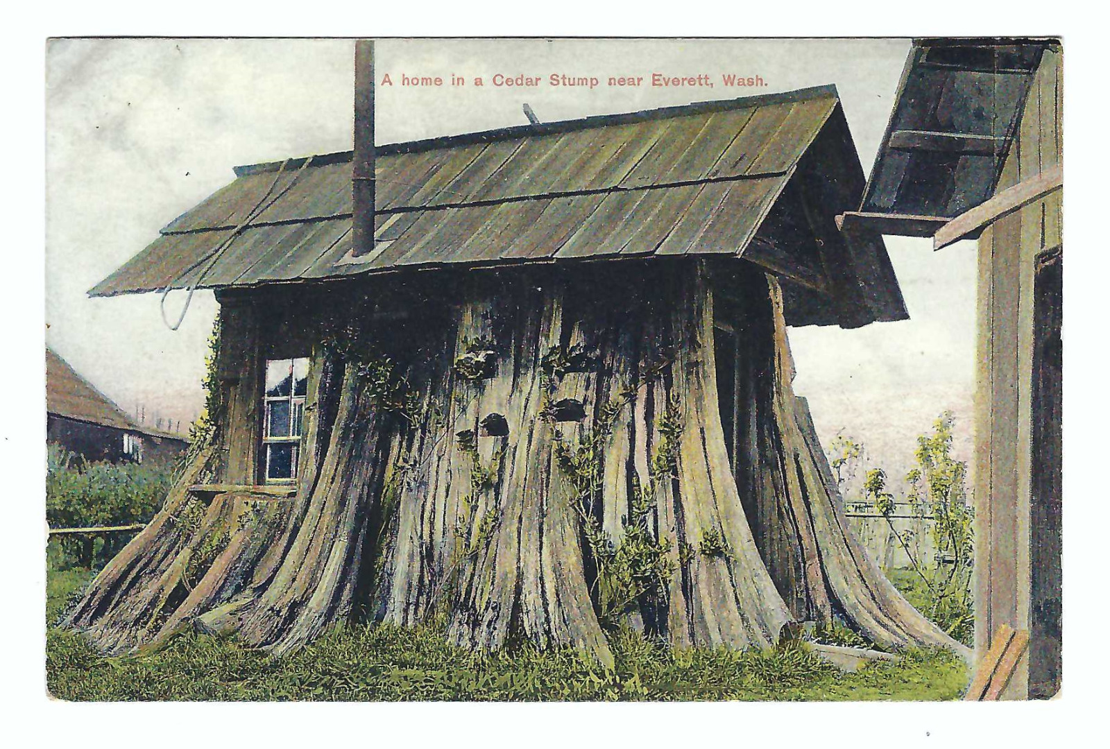 Everett Washington A Home in a Cedar Stump 1908 Vintage Postcard