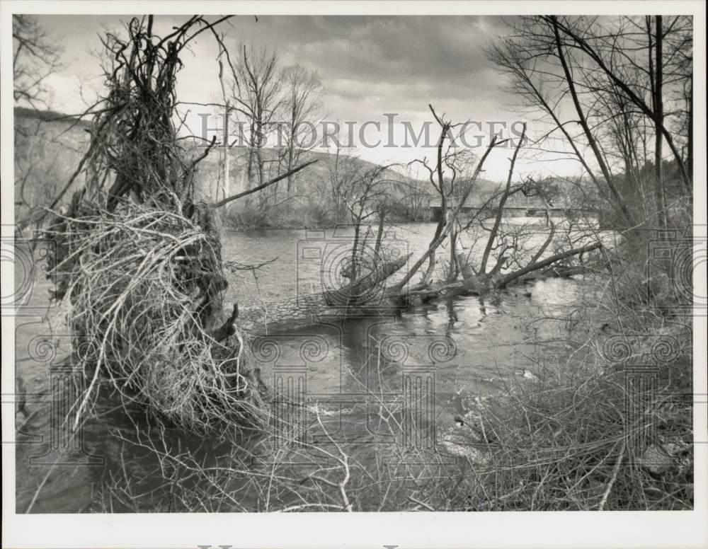 1989 Press Photo Fallen tree near Golden Hill Road Bridge in Lee, Massachusetts.