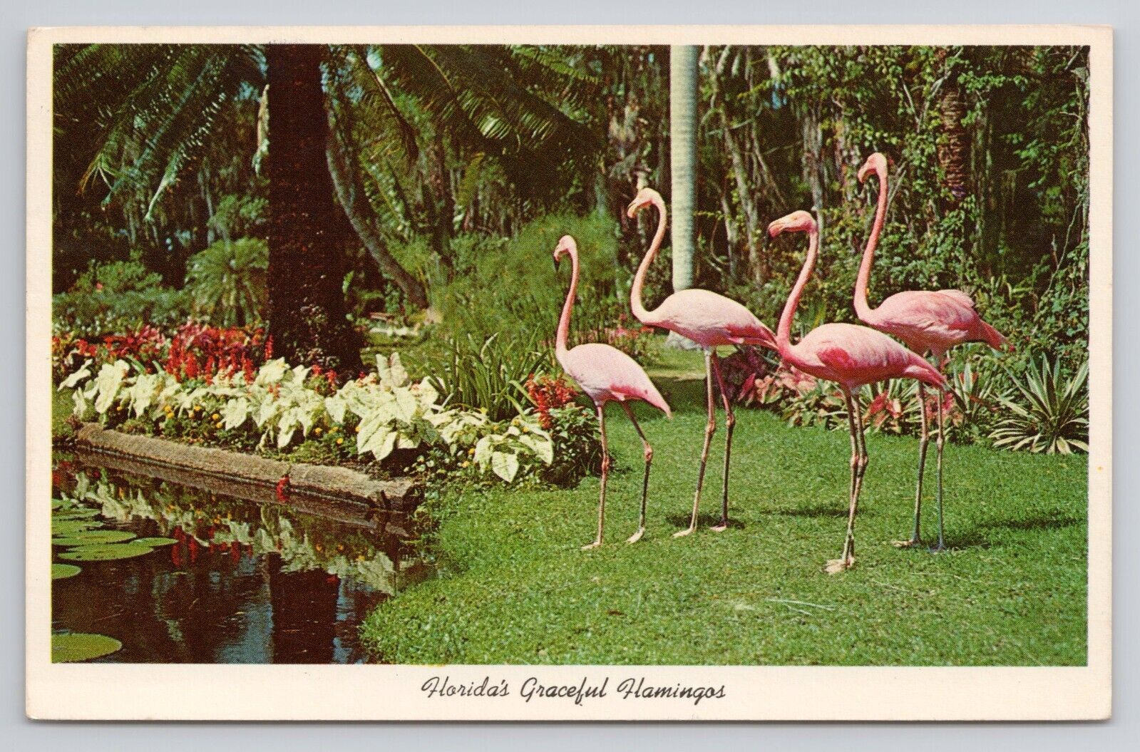 Postcard Florida's Graceful Hamingos