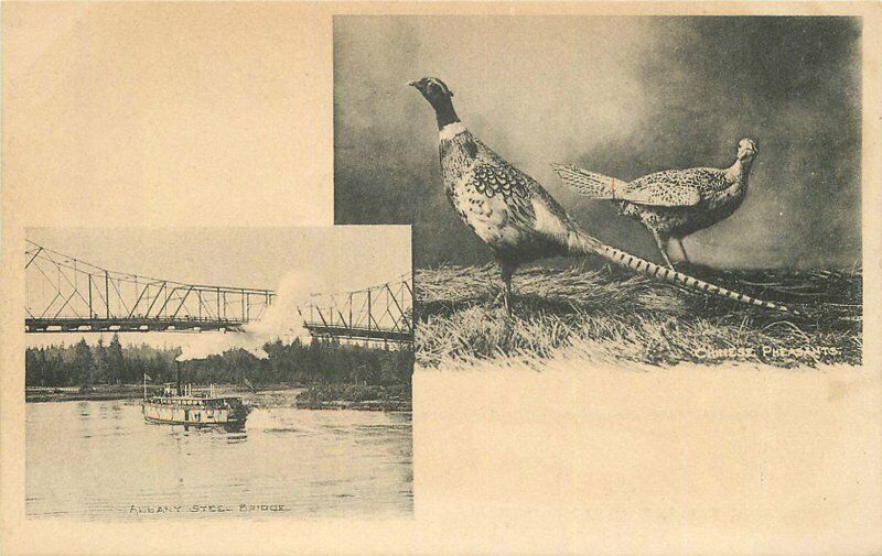 Albany Oregon Steel Bridge Pleasant Birds C-1905 Postcard undivided 20-10767