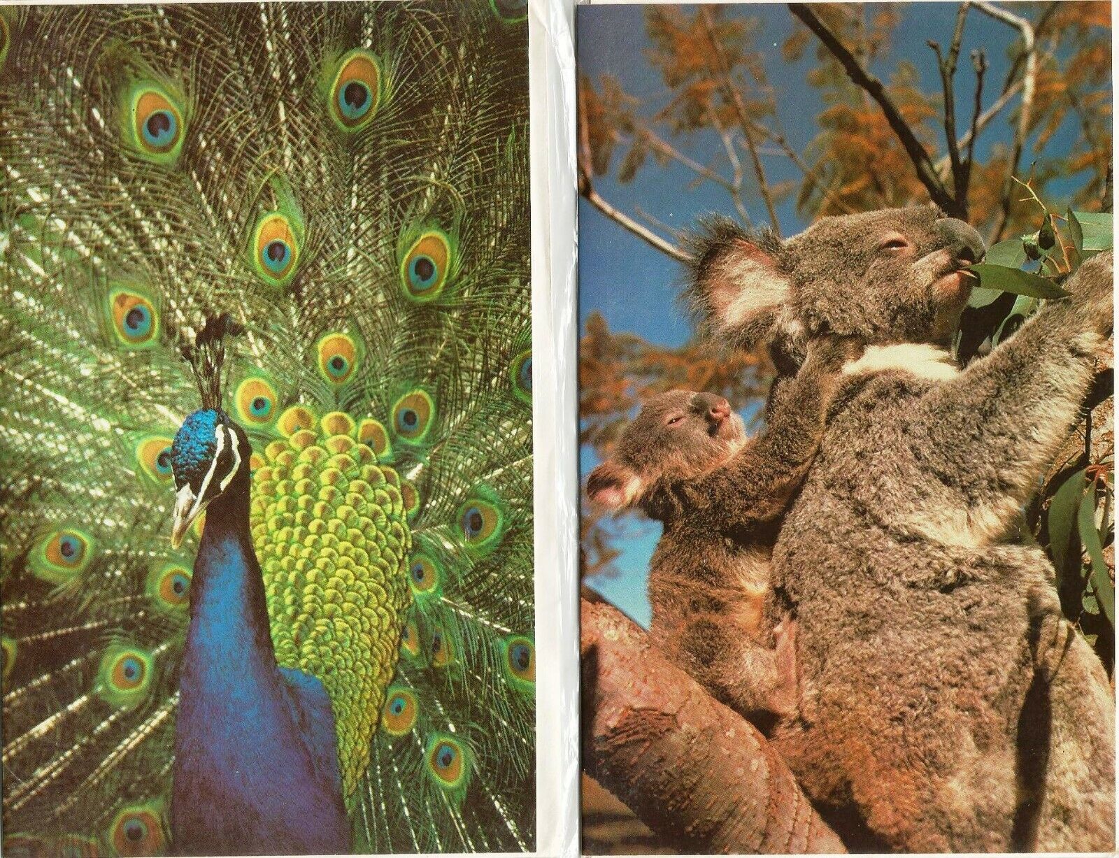 Pair of collectable Animal Antics Greeting Cards - Peacock and Koala Bear