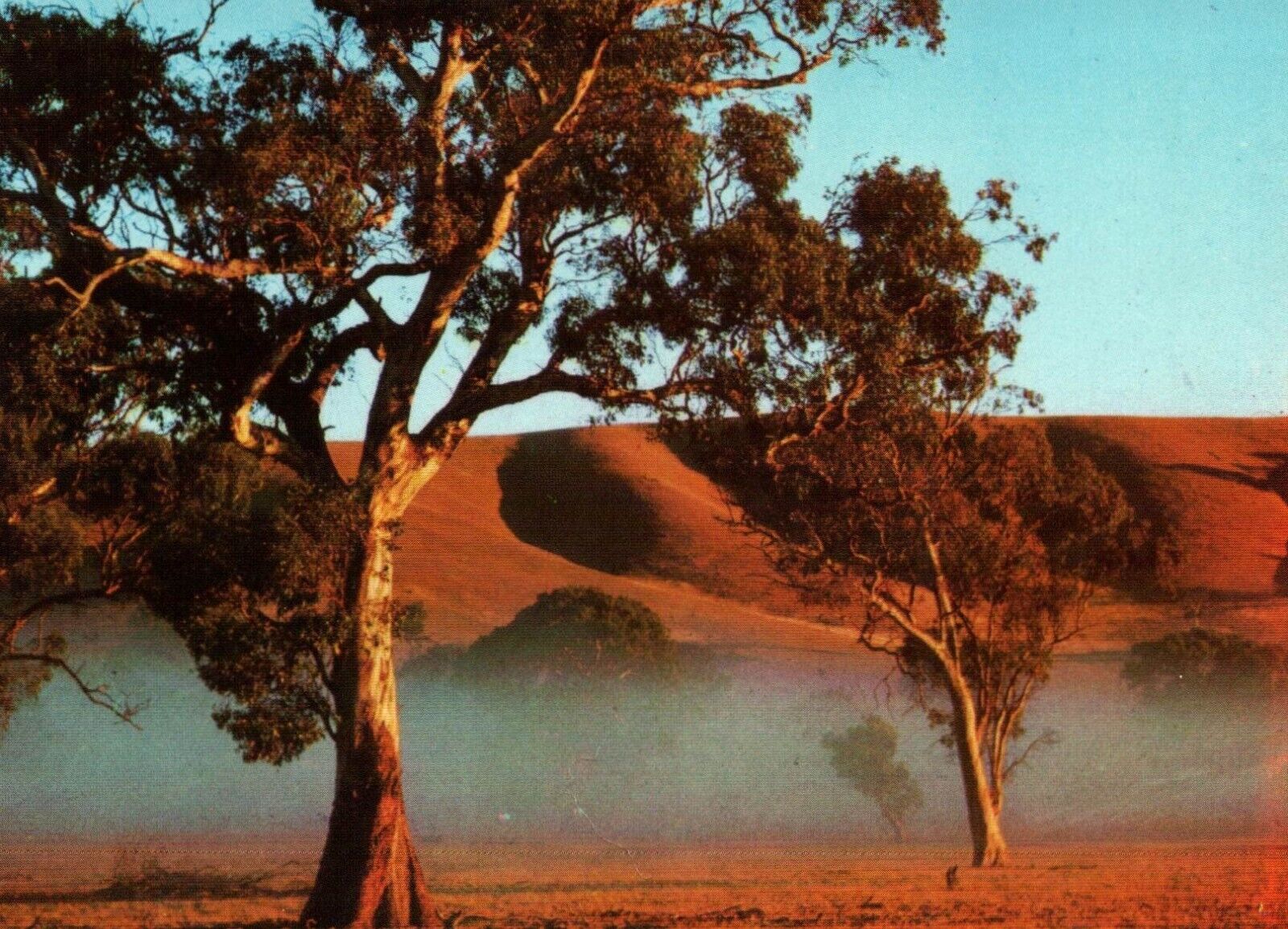 Gum Trees In The Mist Koala Food AustraliaVintage Postcard Unposted