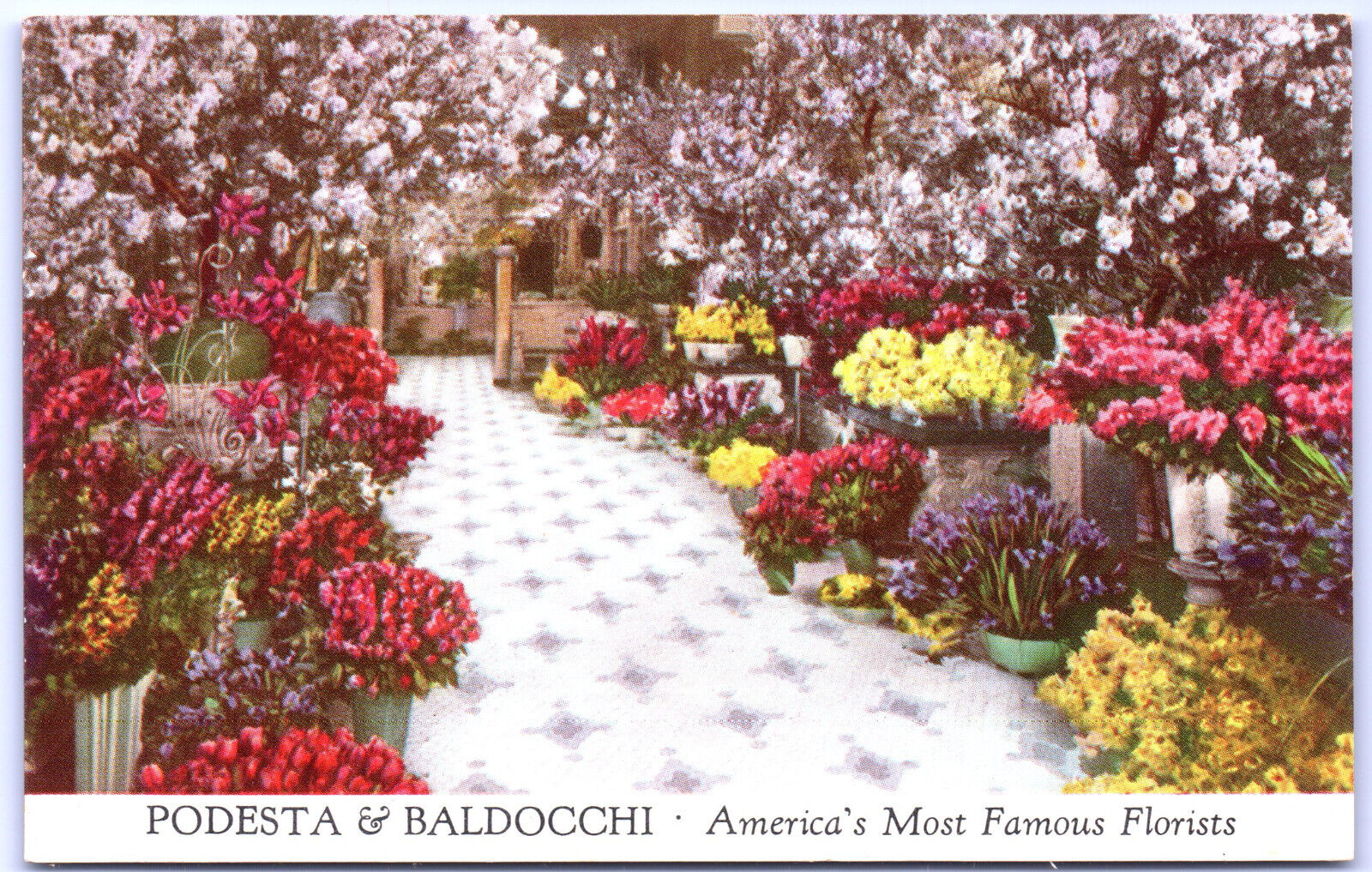 Postcard Podesta & Baldocchi San Francisco America\'s Most Famous Florists L4