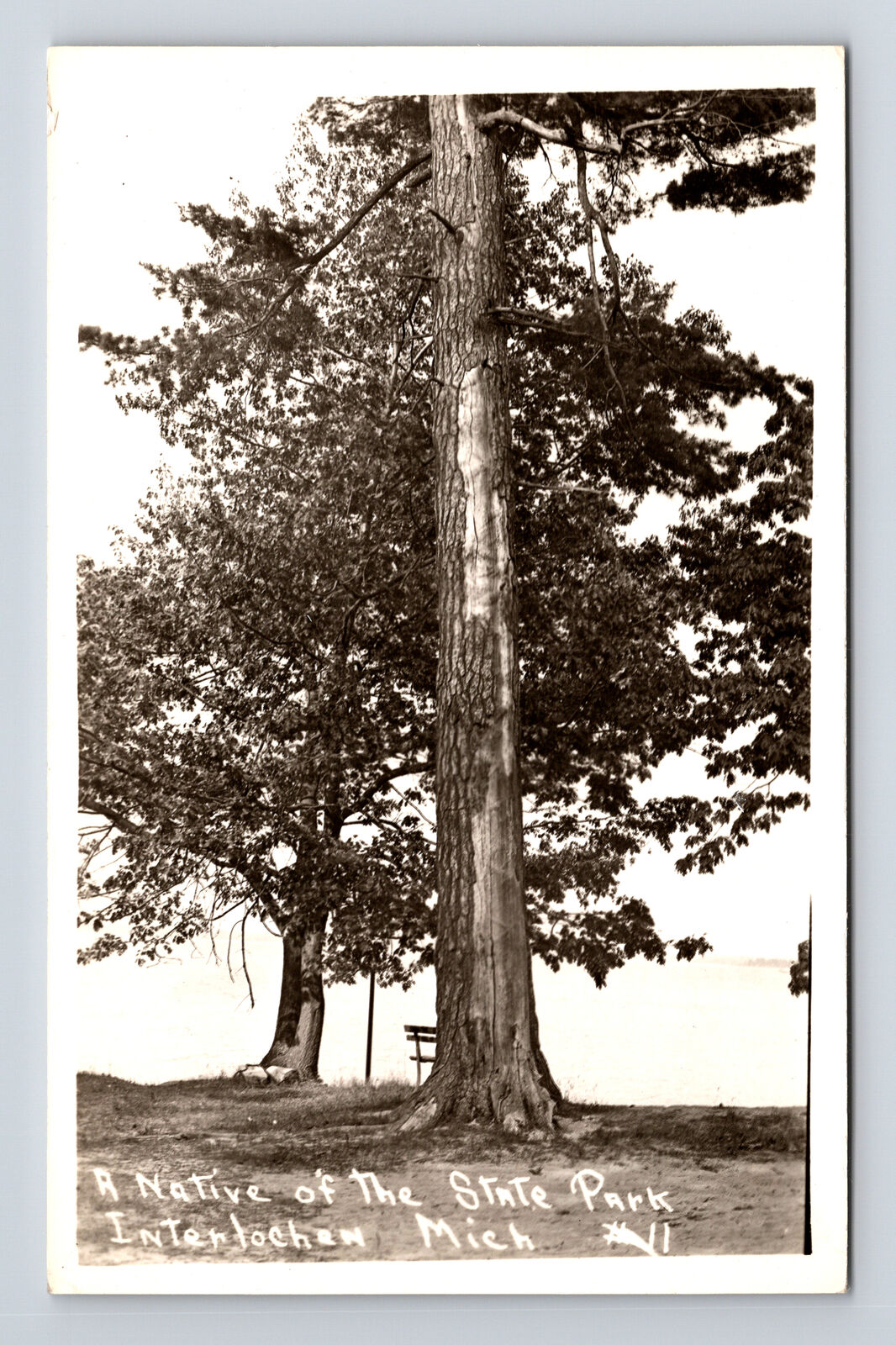 RPPC A Native Tree of the State Park Interlochen Michigan MI Postcard