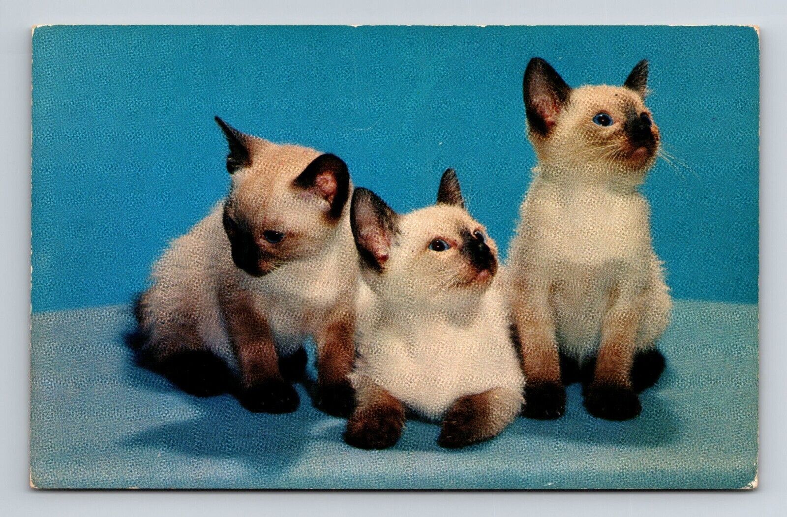 Vtg. 5.5 x 3.5 in. postcard, 3 Siamese Kittens unposted