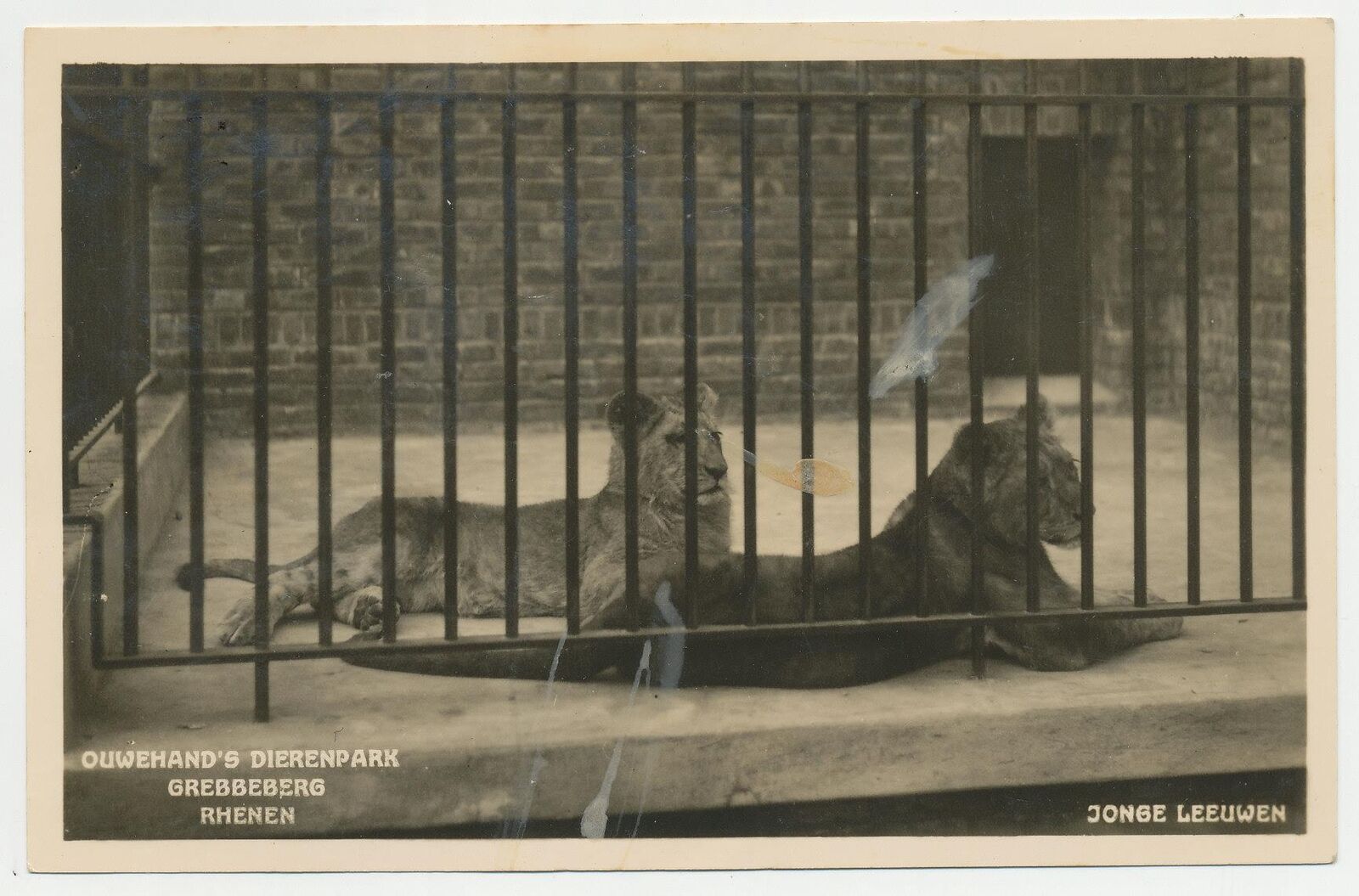 1932 Ouwehand, Netherlands Zoo - young lions photo postcard