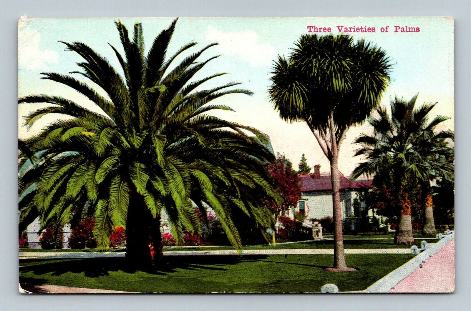 California Residence Street Three Varieties of Palms Postcard