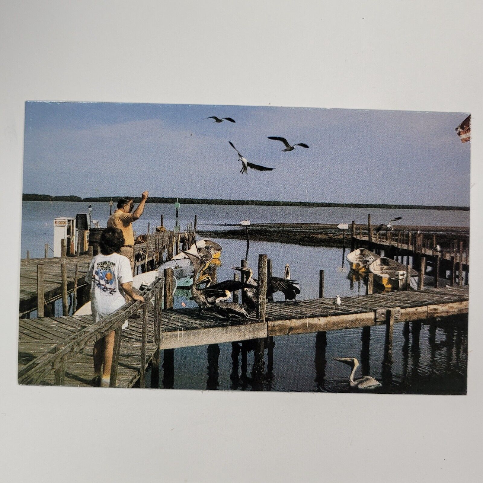 Feeding Pelicans Tarpon Bay Sanibel Island Florida Vintage Postcard Boats Birds