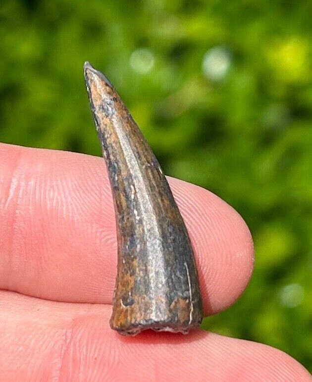 NICE Fossil Crocodile Tooth from Niger Dinosaur Tooth Cretaceous Age Reptile