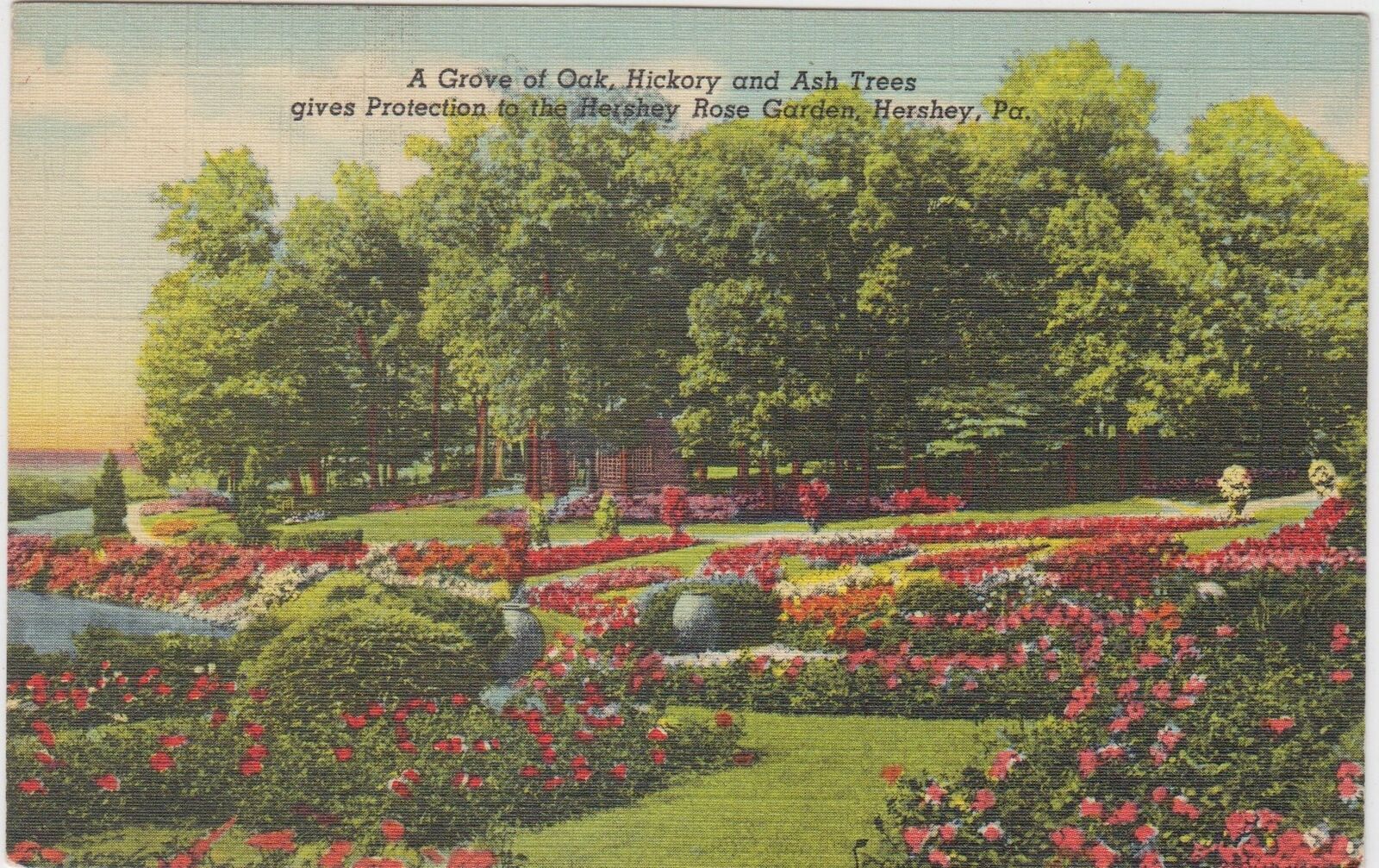 Hershey Pennsylvania PA Postcard Grove Oak Hickory Ash Trees Rose Garden Unused
