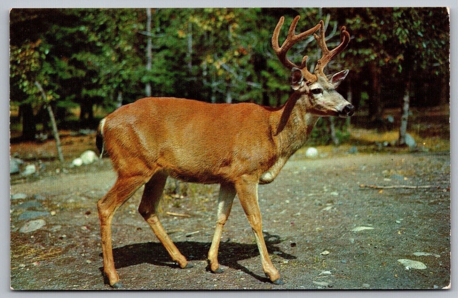 Ten Pointer Buck Deer Sportsman Summer Season Dexter Postcard UNP VTG Unused