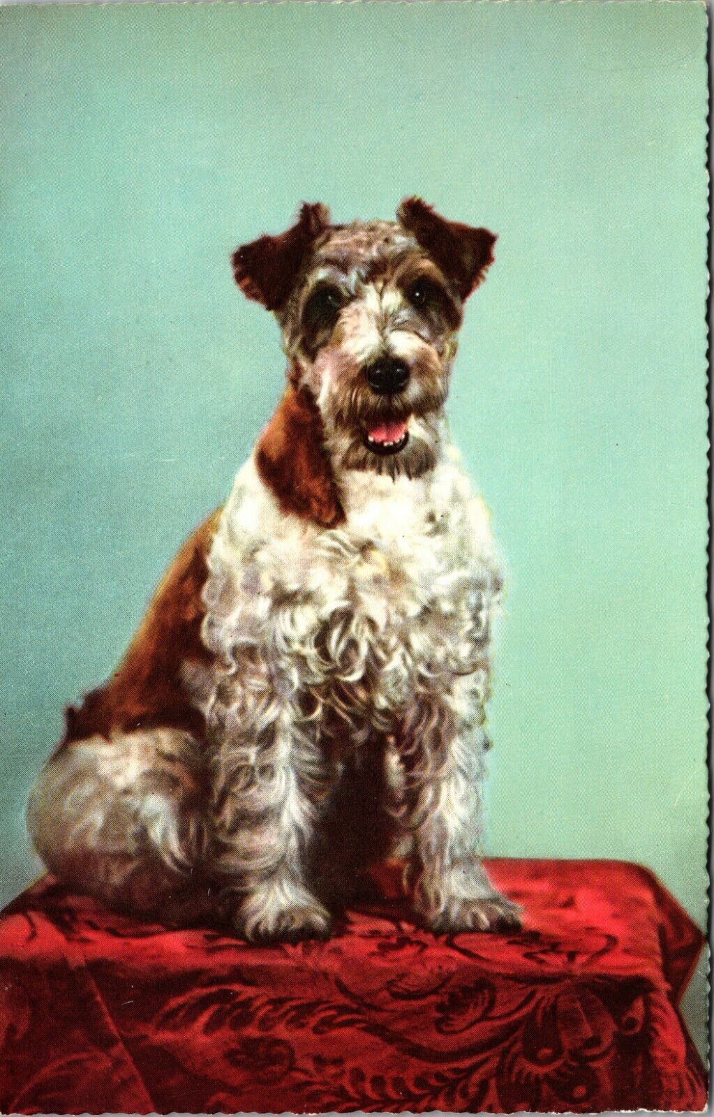 WIRED-HAIR TERRIER : PORTRAIT OF A HANDSOME DOG : POSTCARD PORTRAIT