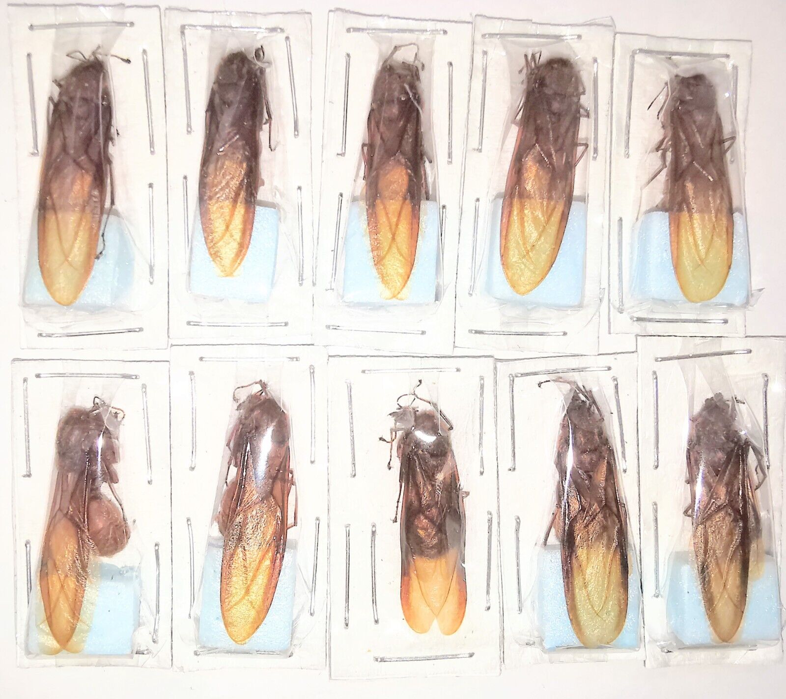 Hymenoptera Formicidae Atta sp.1 A1- from Ecuador 10pcs 18-19mm - #2088