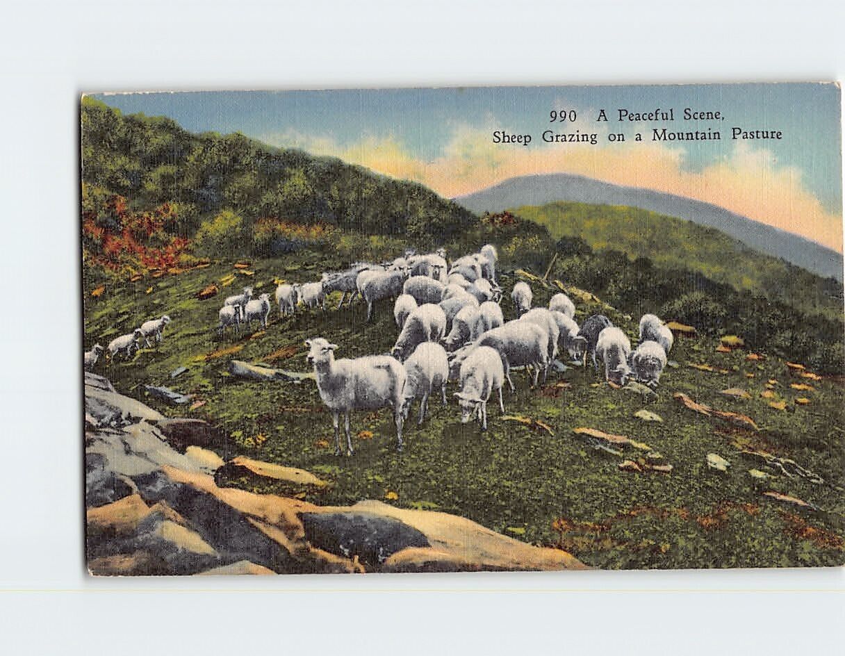 Postcard A Peaceful Scene, Sheep Grazing on a Mountain Pasture