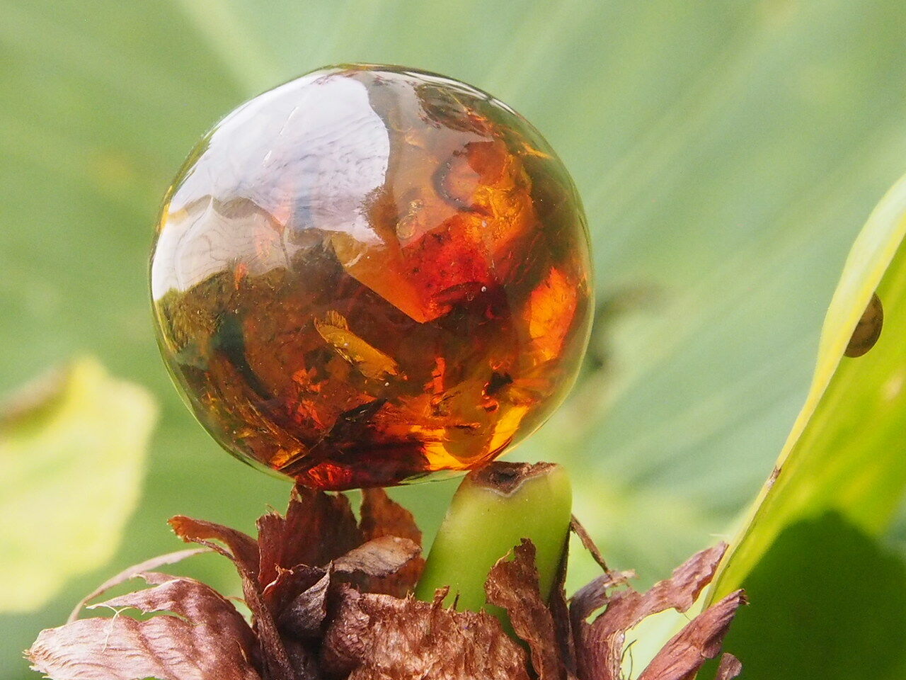 Mexican Amber Sphere 12 g