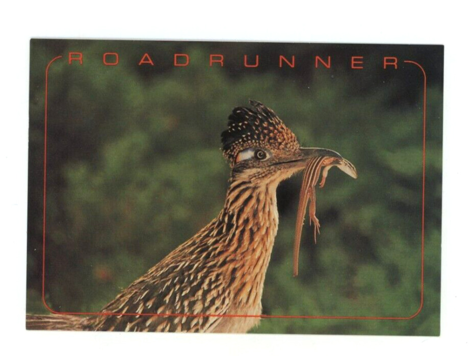 Vintage Animal  Postcard   BIRDS  ROADRUNNER CHROME 4X6 UNPOSTED