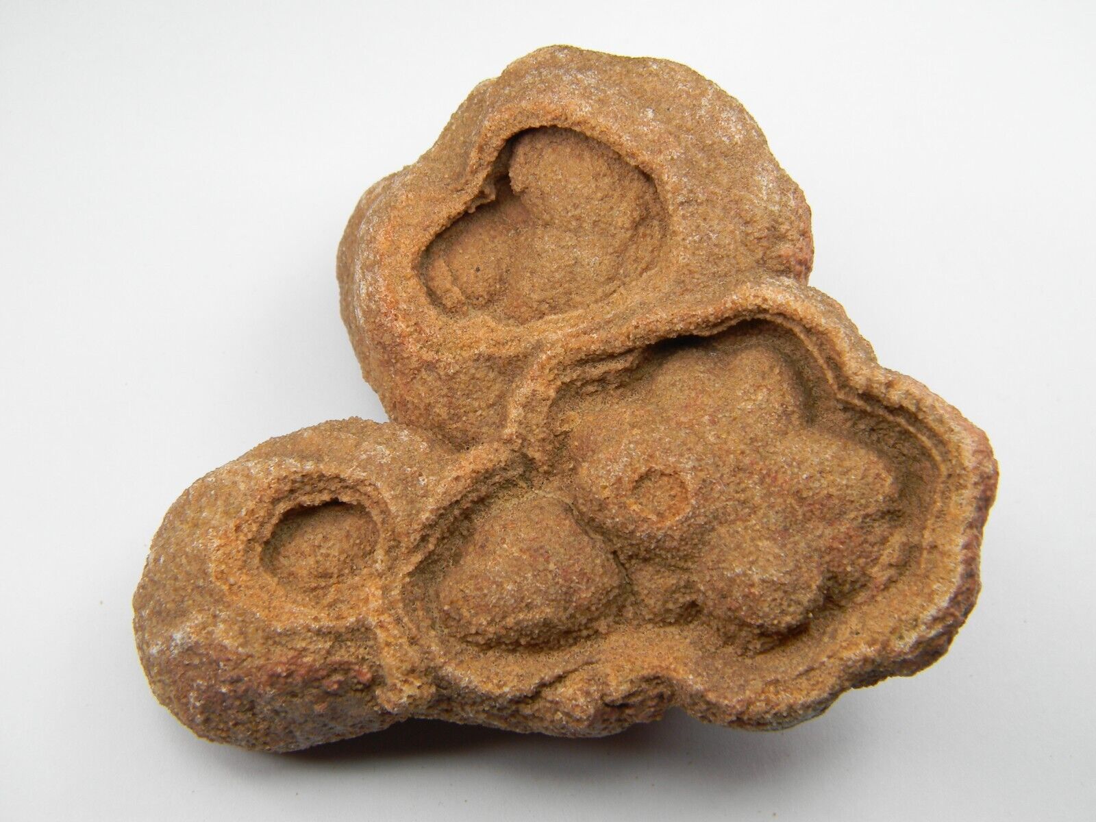 Stromatolite Fossil Morocco X-Large 220.79 grams