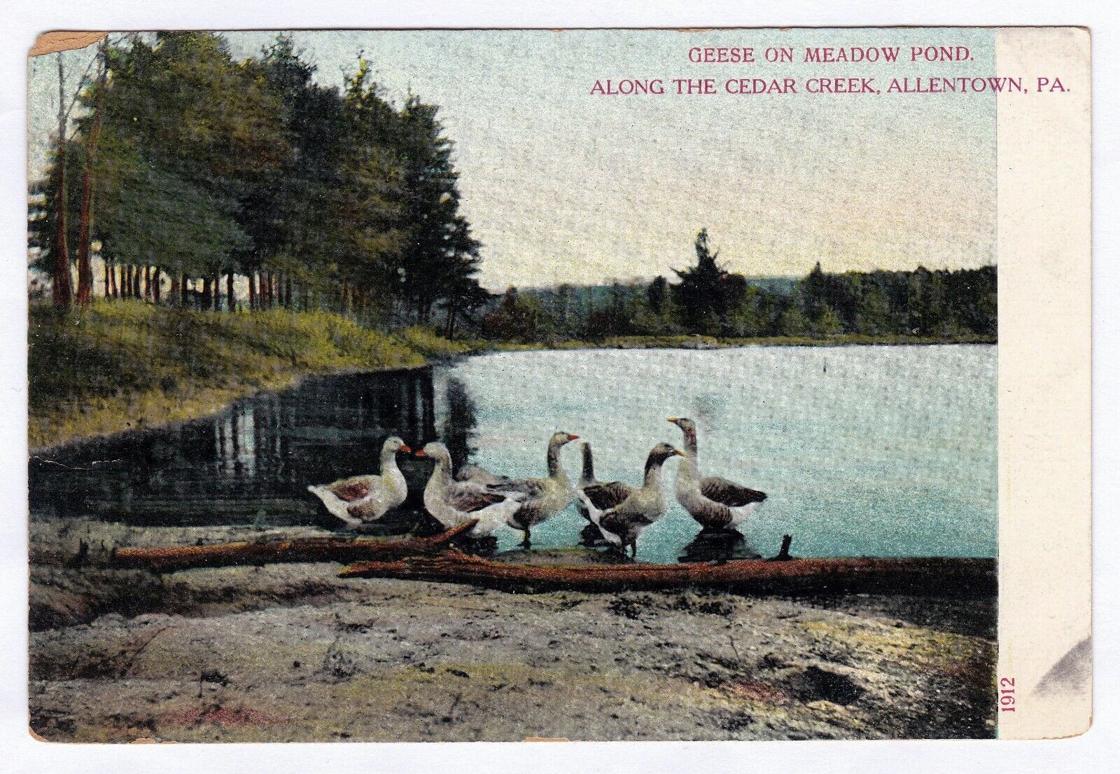 Allentown PA 1901-1907 Postcard Geese on Meadow Pond Along The Cedar Creek Birds