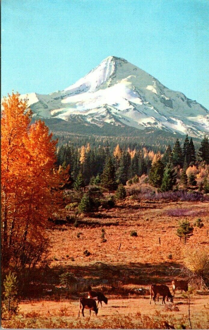 Balsam Poplar Trees and View of Mt. Hood Oregon Vintage Postcard