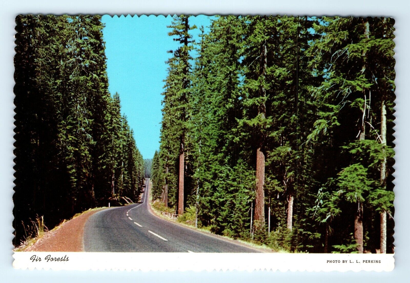 Giant Fir Forest OR Postcard