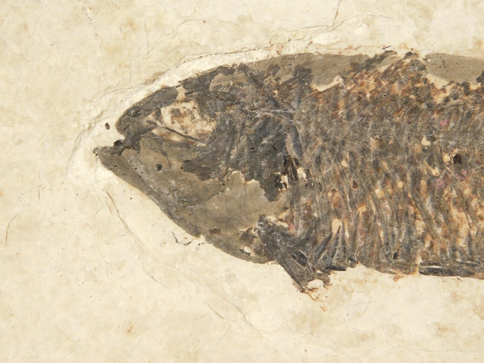 50 Million Year Old Knightia FISH Fossil with Stand Wyoming 752gr