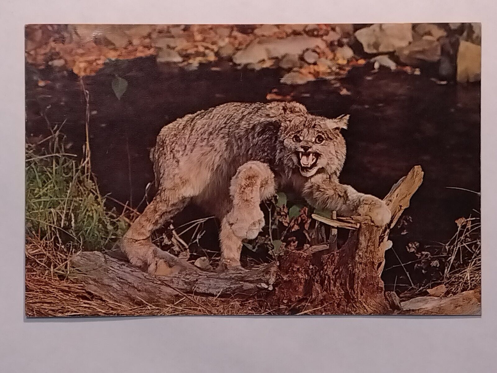 Canadian Lynx Growls  Postcard