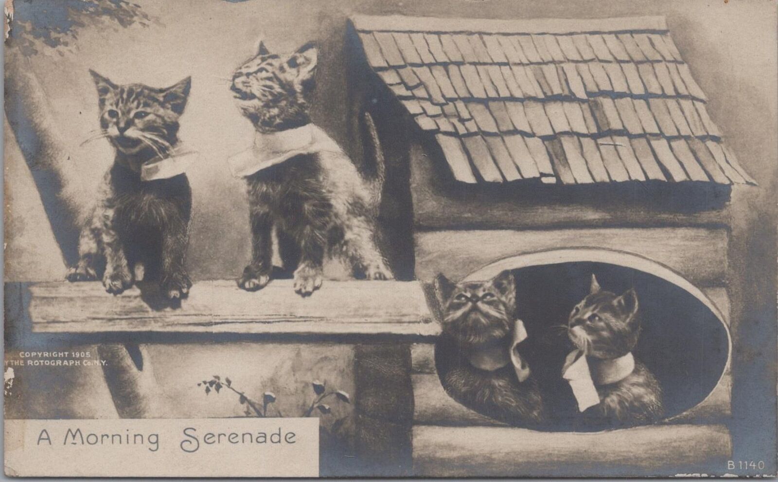 RPPC Postcard Cats Kittens Morning Serenade 
