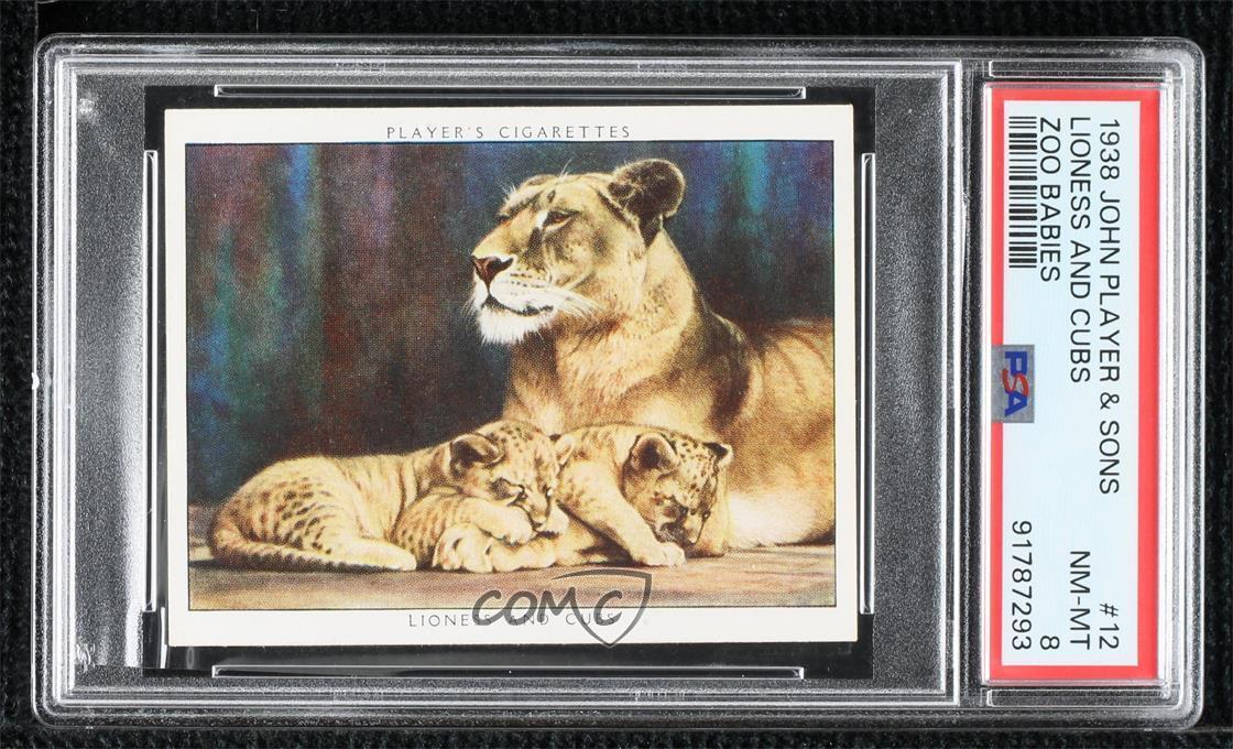 1938 Player\'s Cigarettes Zoo Babies Tobacco Lioness and Cubs #12 PSA 8 0j8f