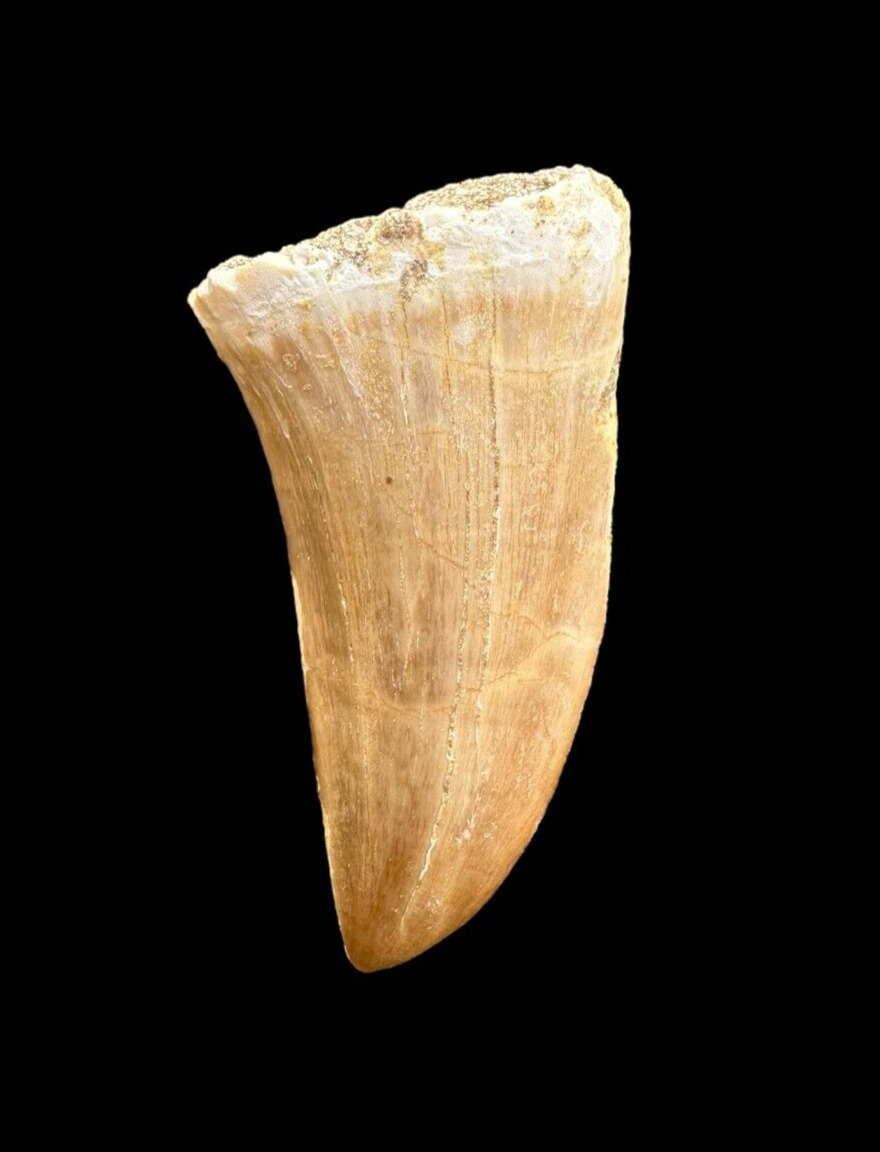 Extraordinary Mosasaurus Tooth from Morocco: Mosasaurus predator Tooth fossil