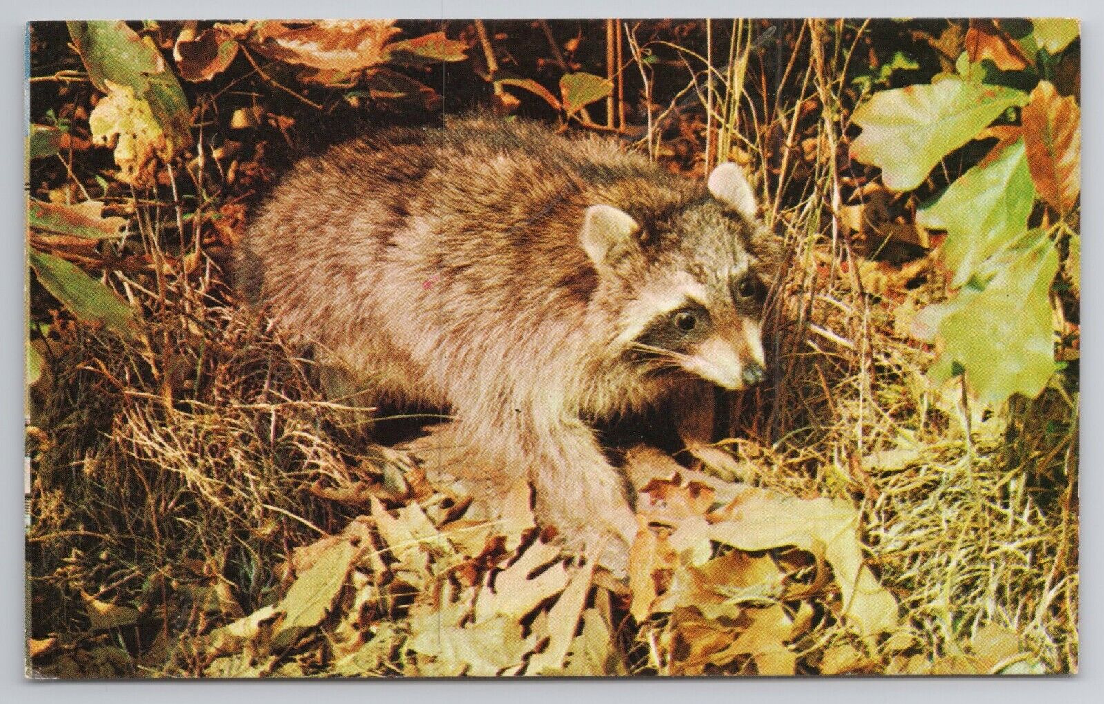 Postcard Raccoon