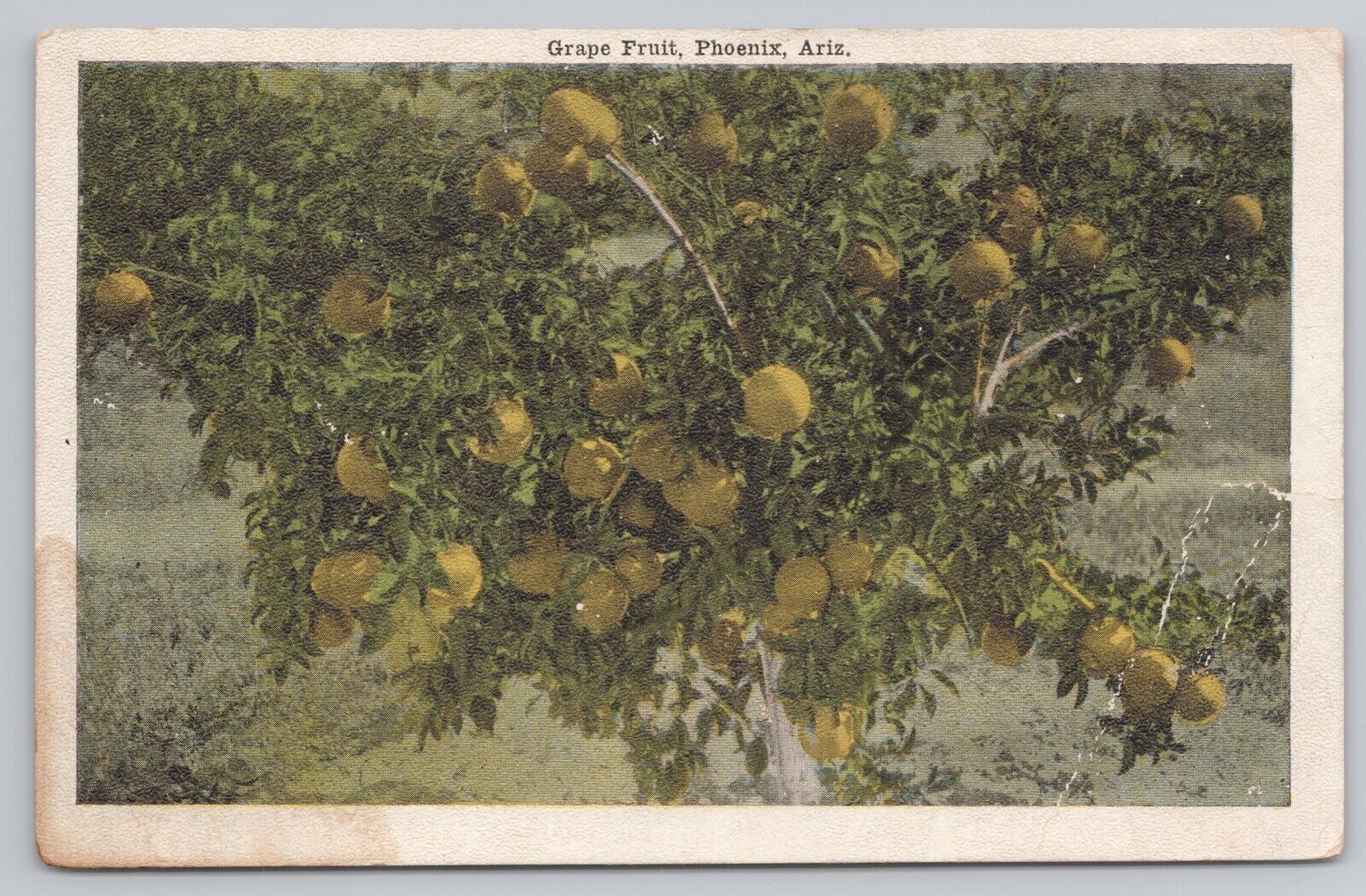 Postcard AZ Phoenix Citrus Groves Valley of the Sun Grapefruit 0765