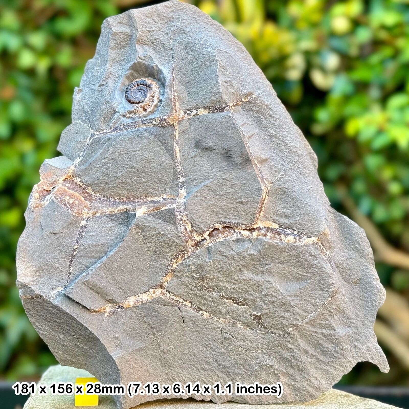 Fossil Promicroceras Ammonite, Black Ven Marls, Lower Lias, Jurassic Coast: