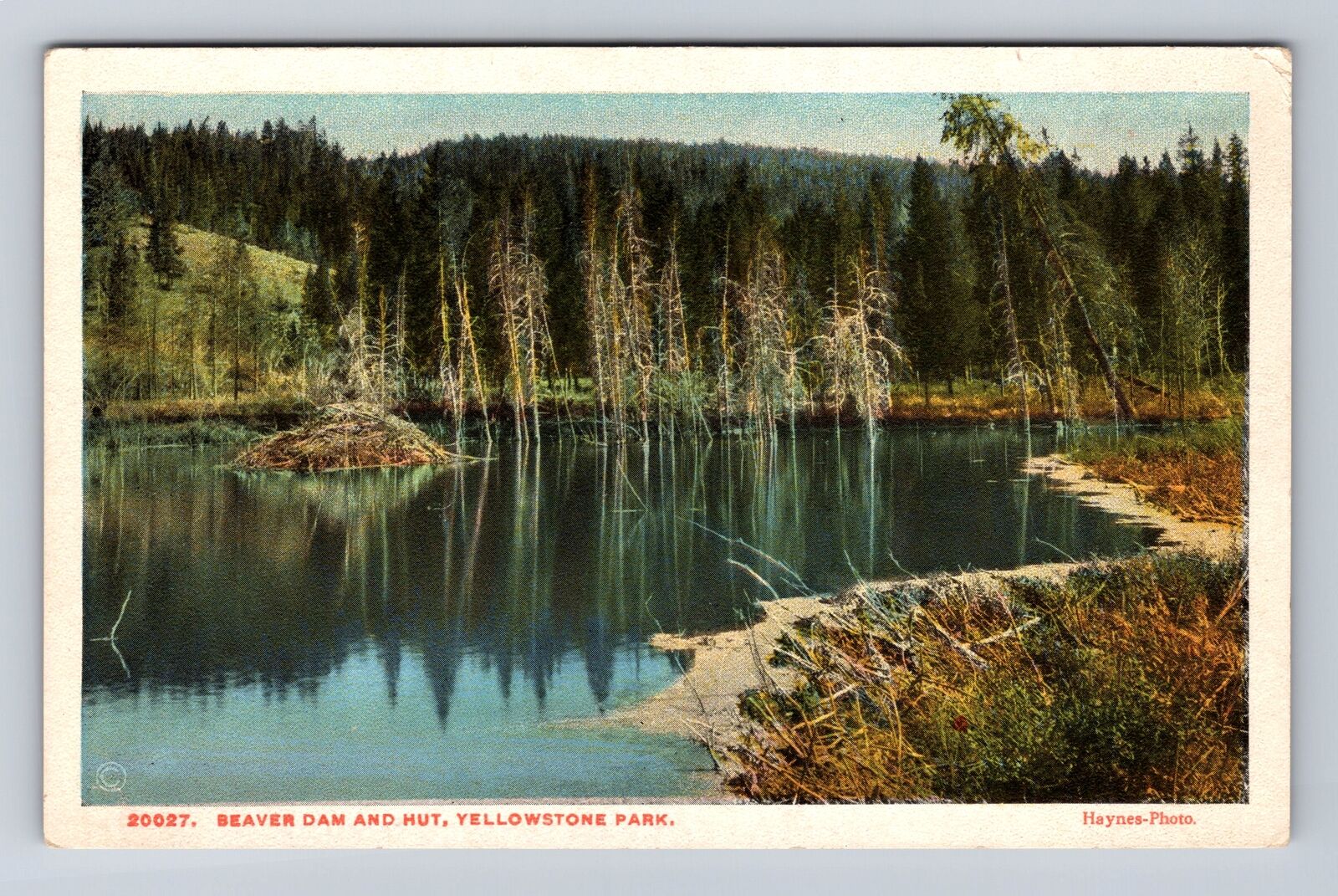 Yellowstone National Park, Beaver Dam And Hut, Series #20027, Vintage Postcard
