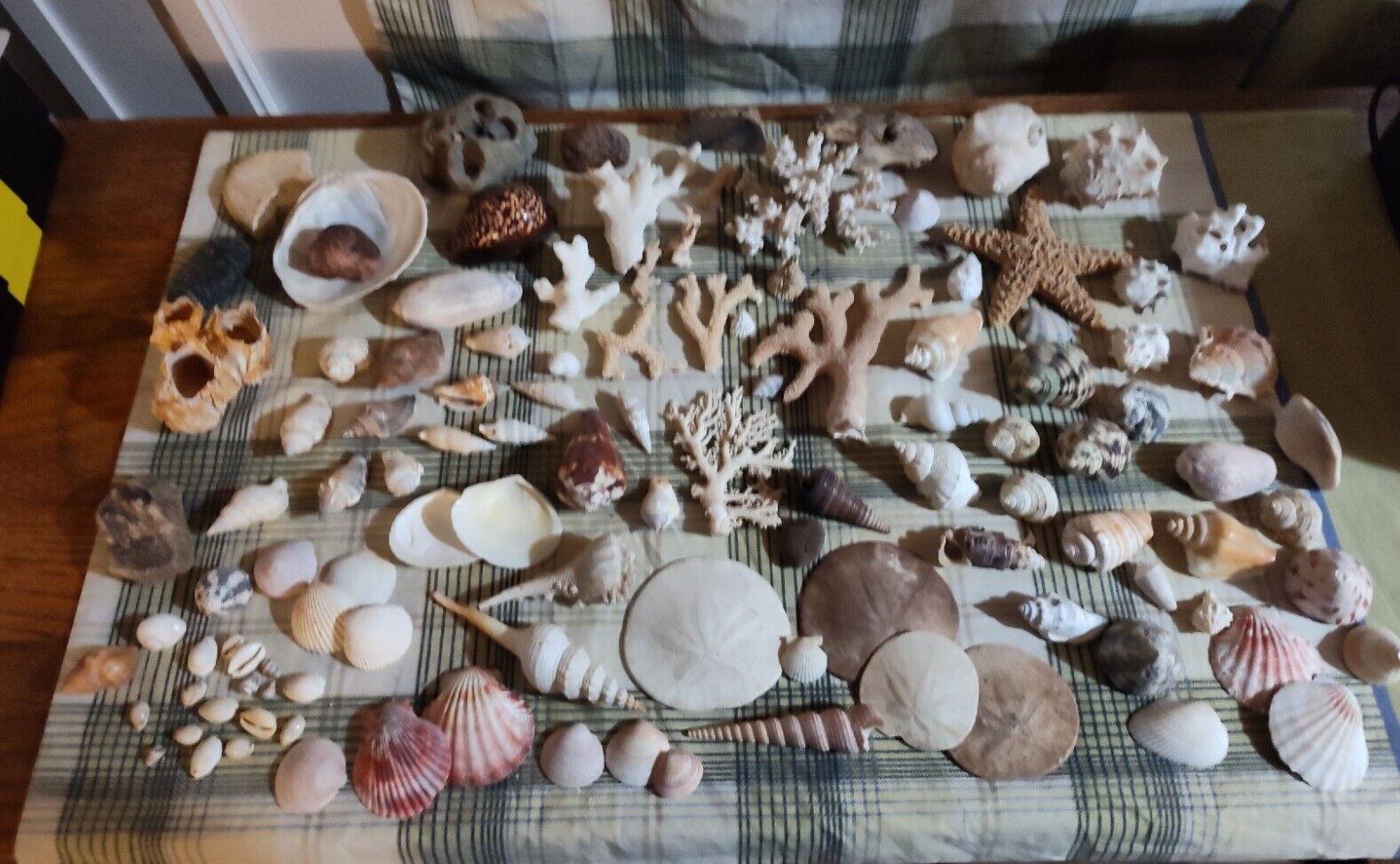 Vintage Decorative Sea Shell Giant Lot 115 Mix Shells & Coral Collection 
