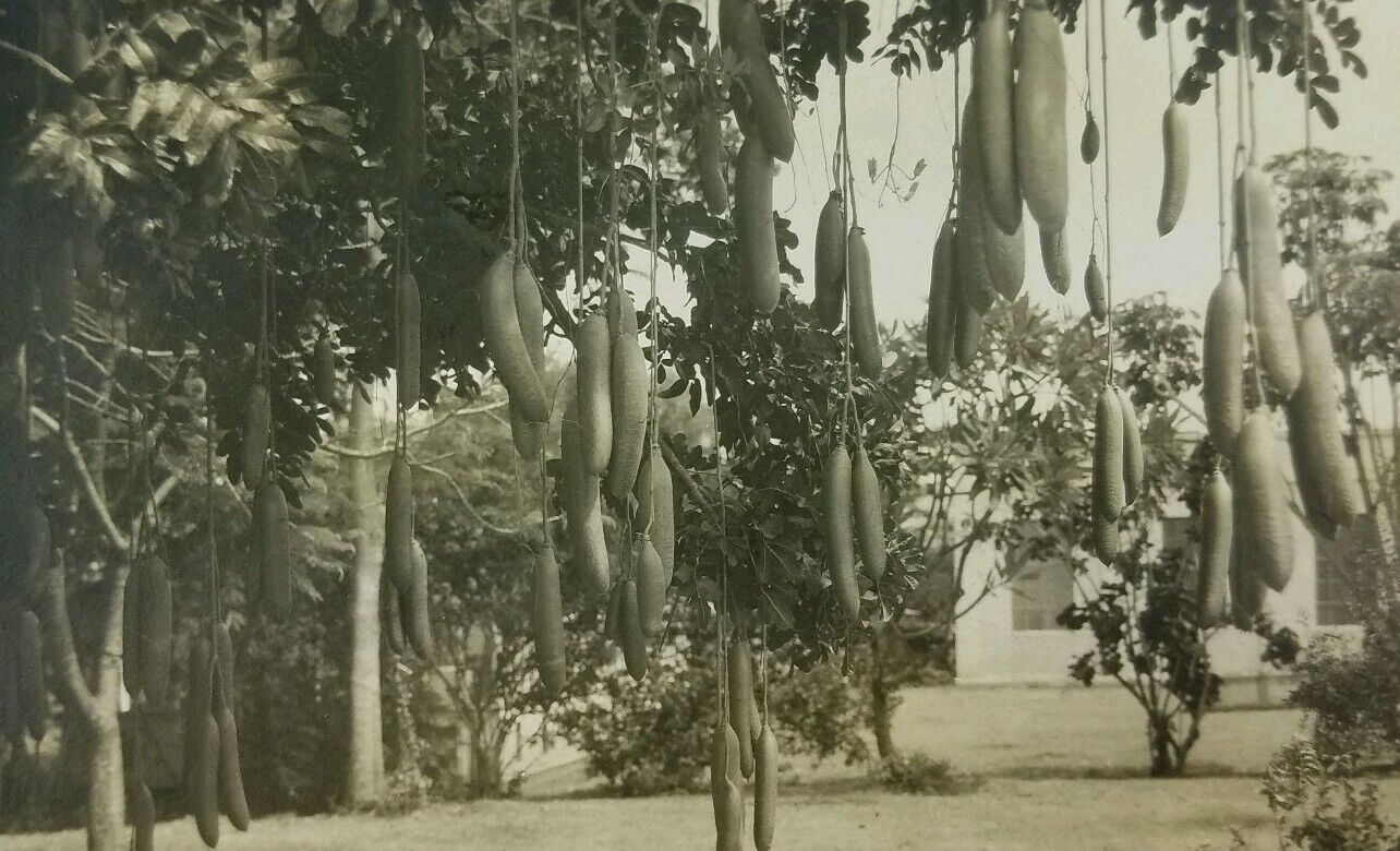 Hawaii Sausage Tree Vintage Postcard Real Photograph Photo RPPC 1932 Honolulu PM