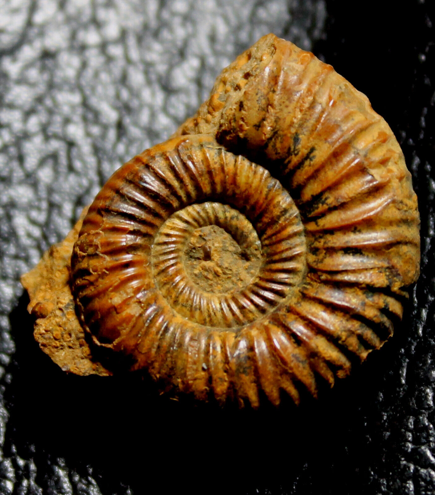 Nice preserved Jurassic, Callovian ammonite - Perisphinctidae