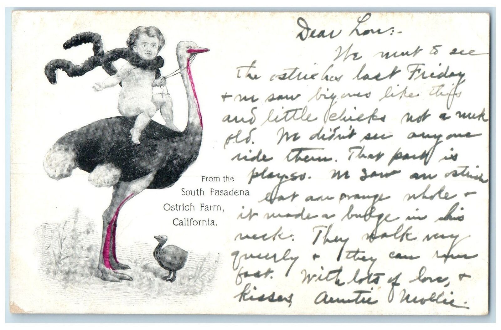 c1905 Kid Ostrich Back Riding South Pasadena Ostrich Farm California CA Postcard