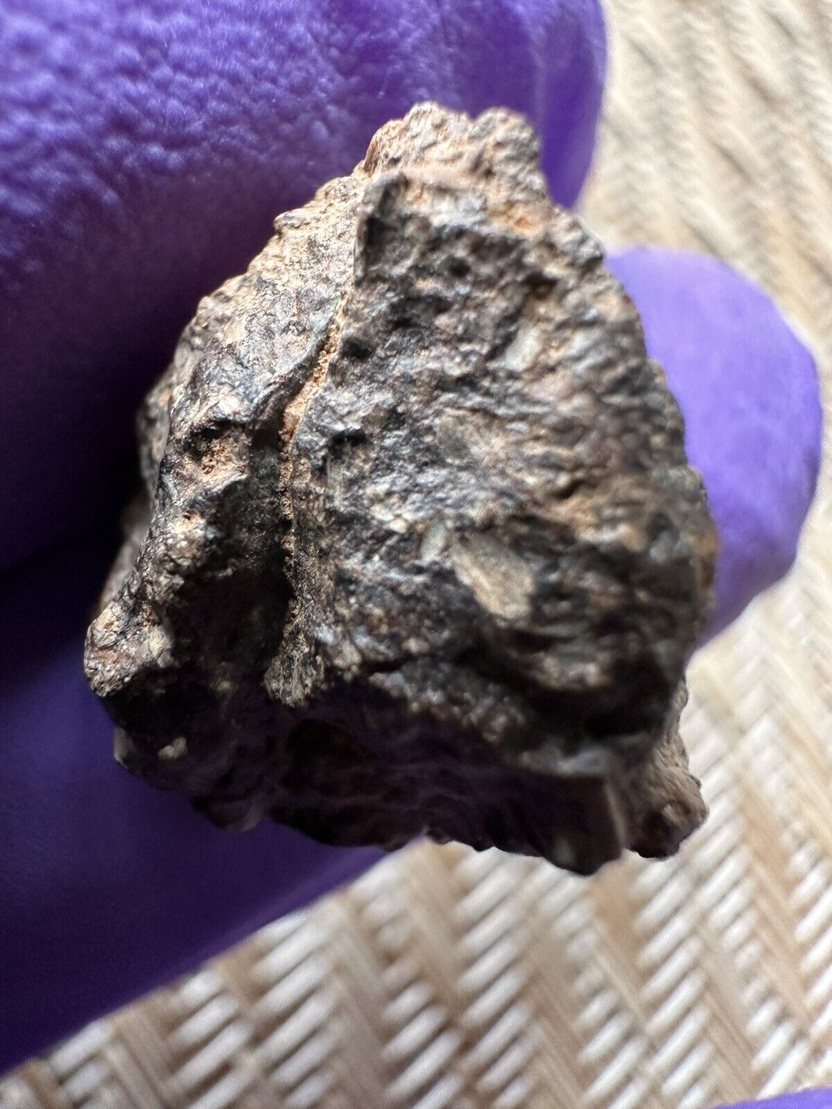 NWA 4799, EH-Melt (Enstatite High Iron) found in Algeria 2007, 3.86 grams