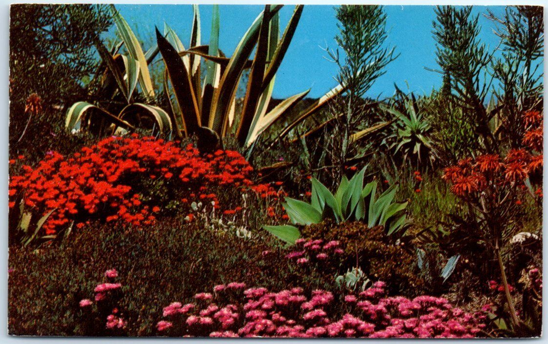 Postcard - Flowering Desert - Arizona, USA, North America