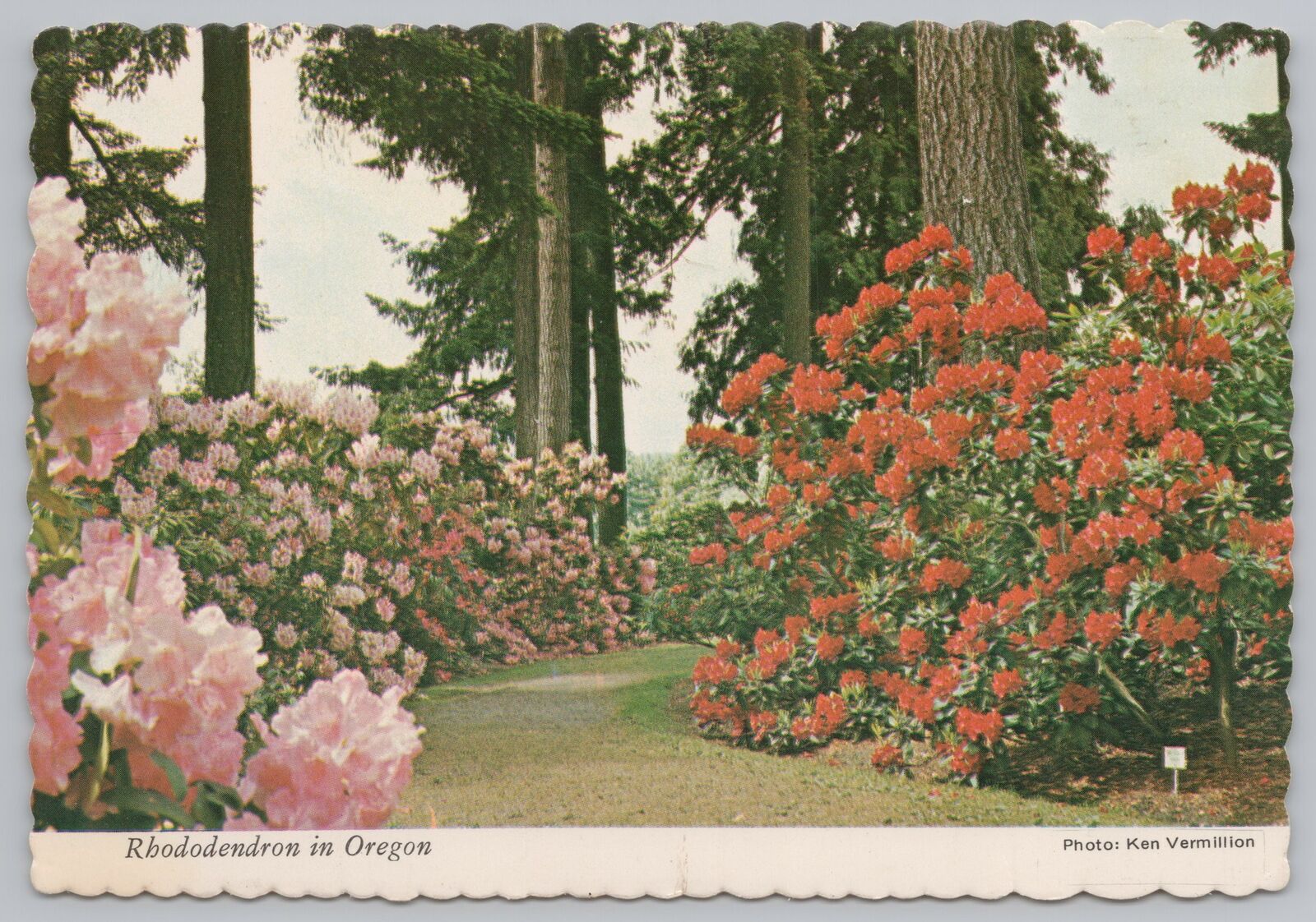 Beautiful Rhododendron & Azalea Gardens Bloom In Oregon~Pink Flowers~Continental