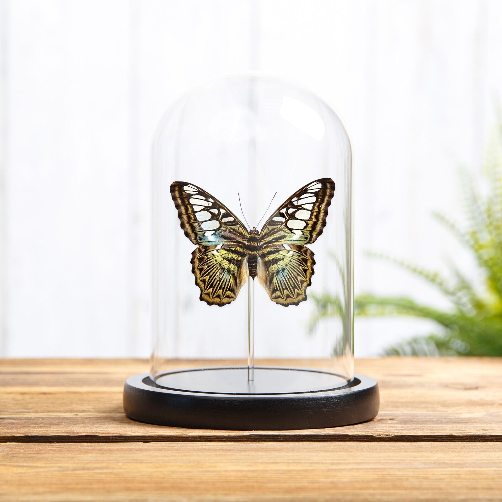The Clipper Taxidermy Butterfly Frame (Parthenos sylvia apicalis)