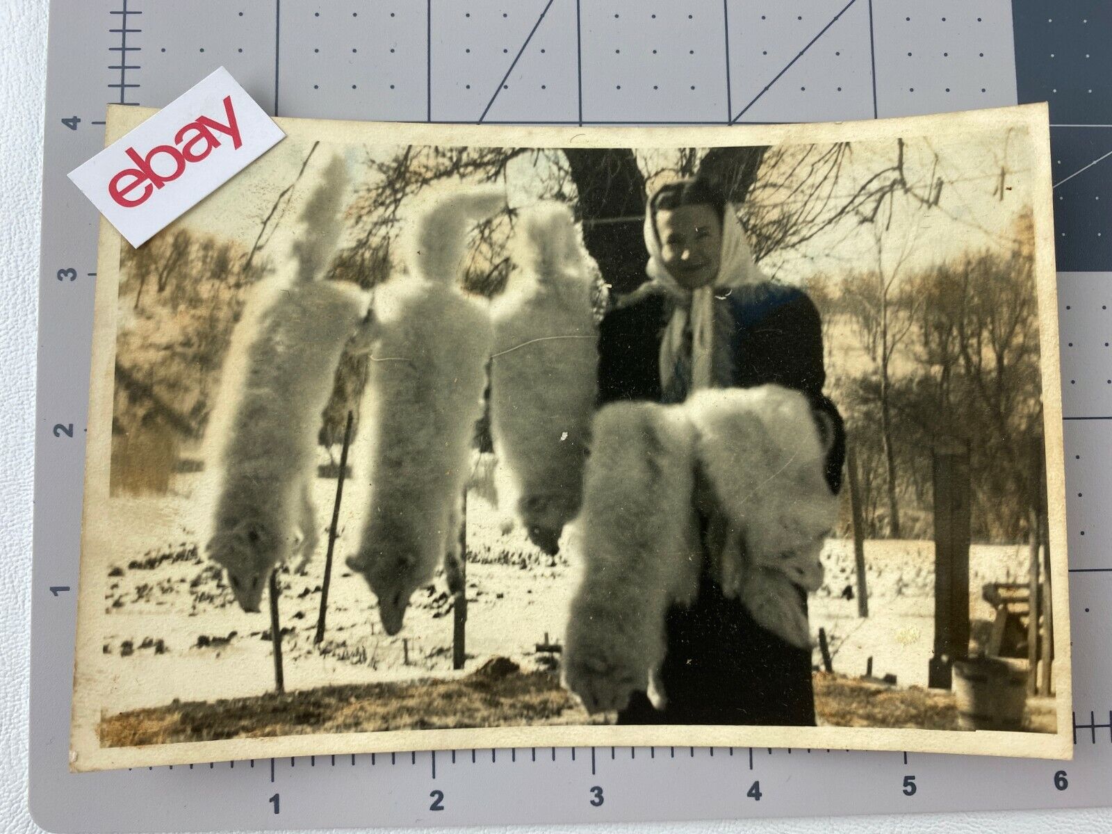 1940\'s-1950\'s Vintage Black & White Photograph Woman Showing Fox Fur Hides 4\