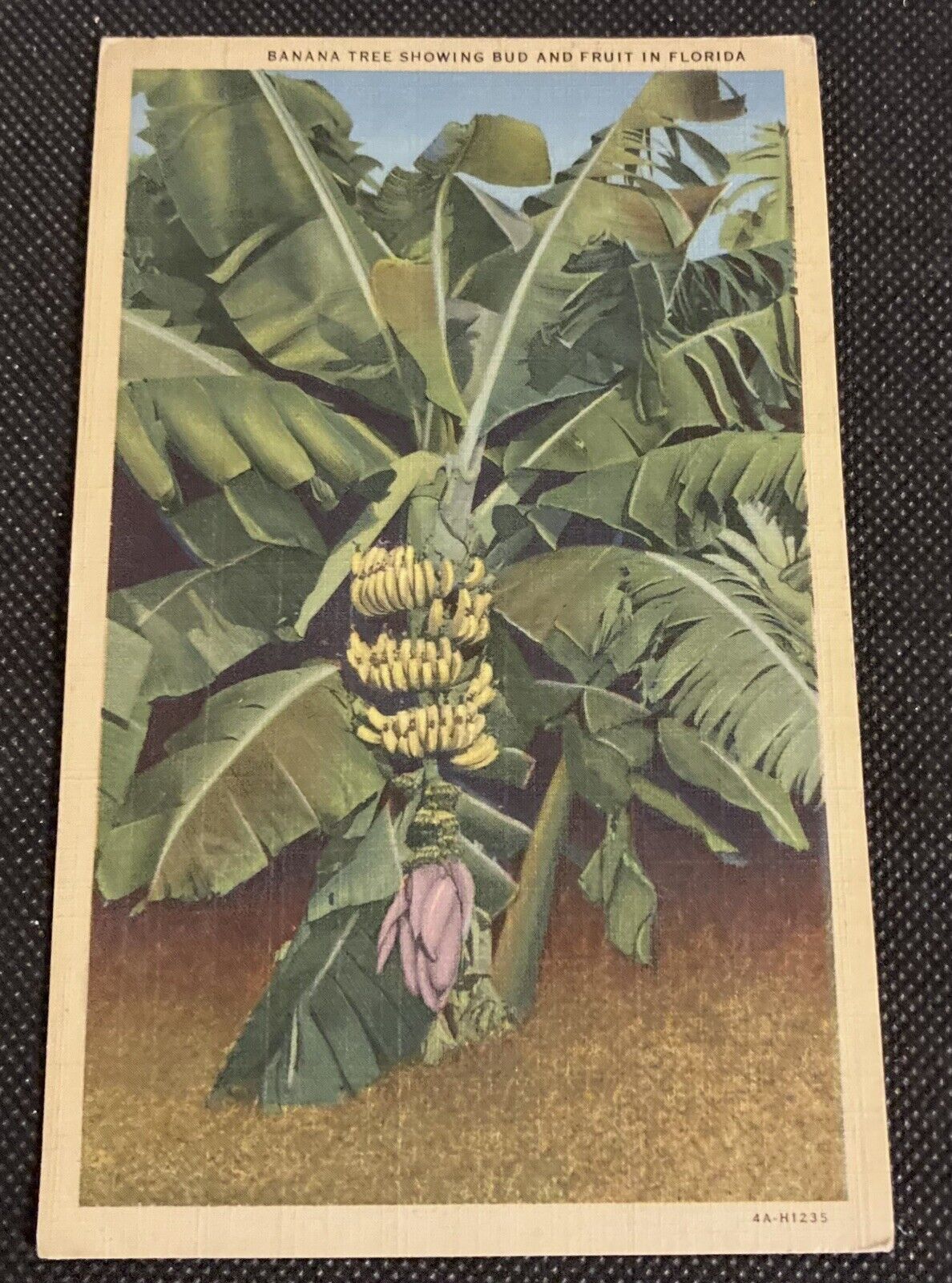 Vintage Linen Postcard Banana Tree With Bud and Fruit 1934