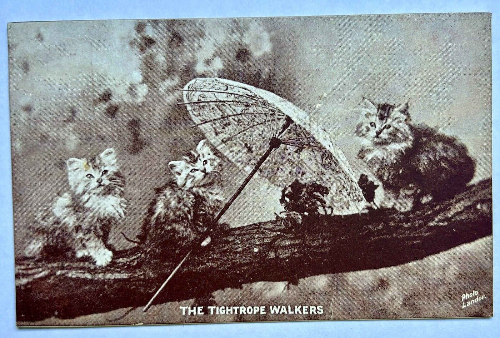 Kittens With Umbrella. Tightrope Walkers. Photo By Landon. Vintage Cat Postcard