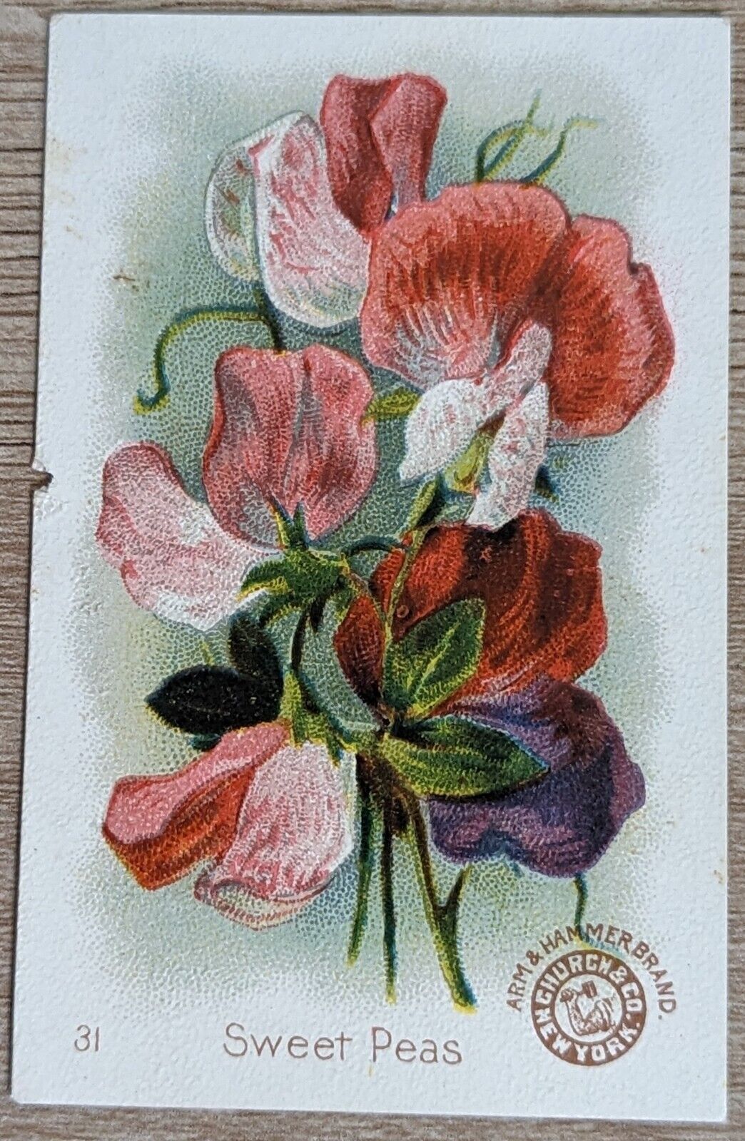 1895 AH800 Church & Co Arm & Hammer Beautiful Flowers Sweet Peas Trade Card #31