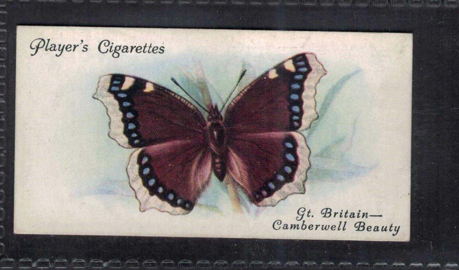 CAMBERWELL BEAUTY - 90 + year old English Tobacco Card # 5